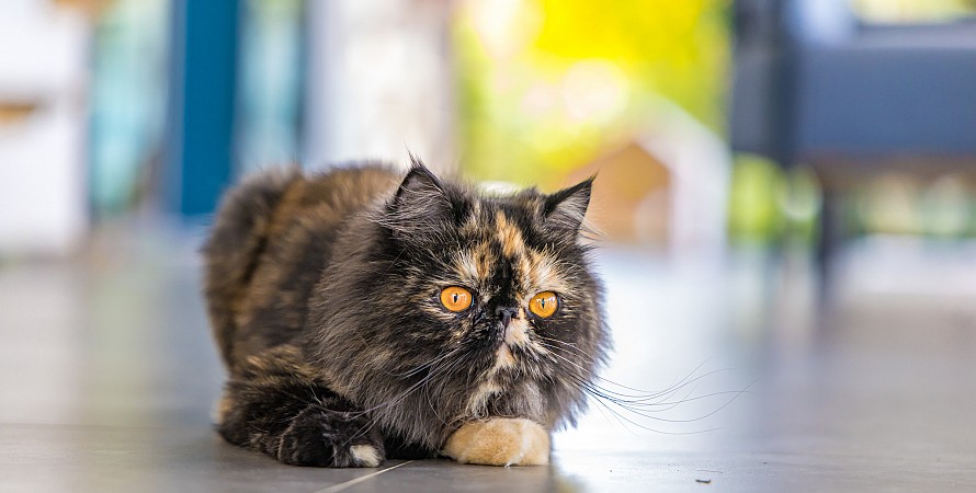 Cat Cafe