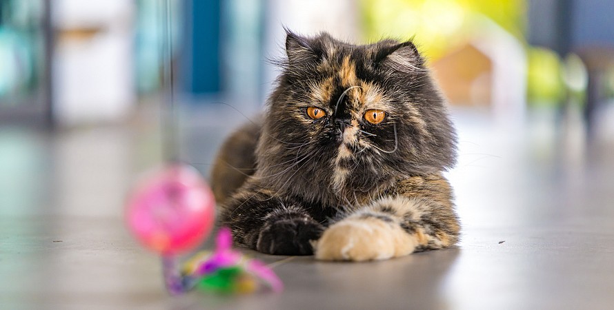 Cat Cafe