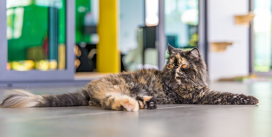 Cat Cafe