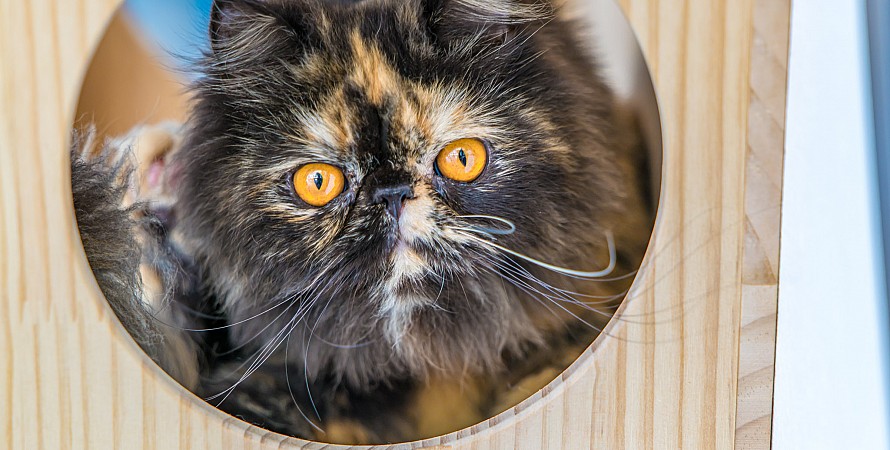 Cat Cafe