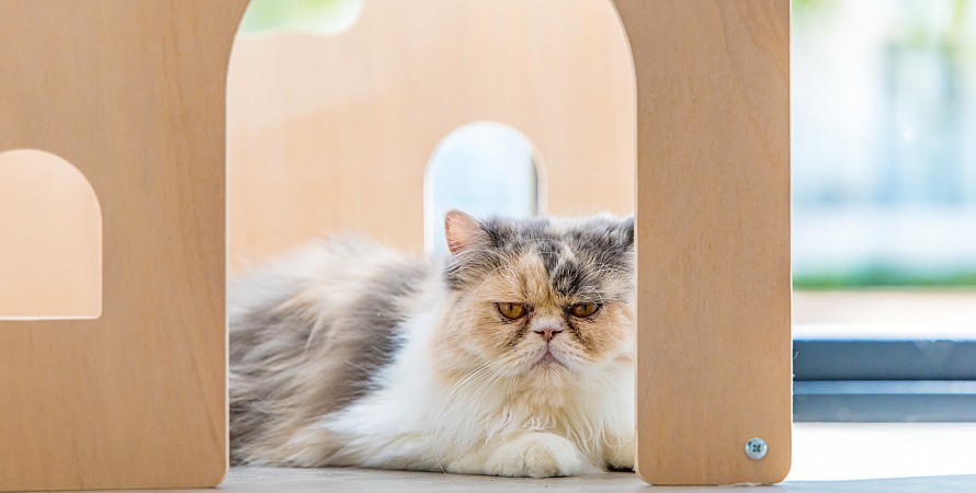 Cat Cafe