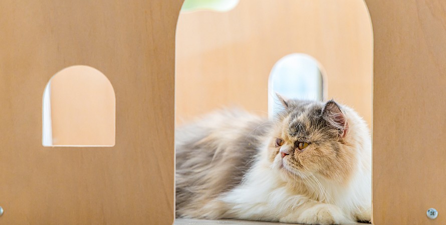 Cat Cafe