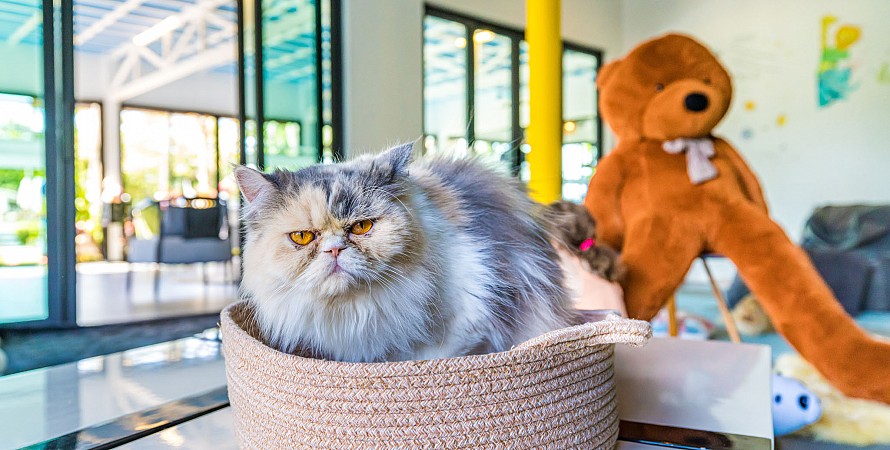 Cat Cafe
