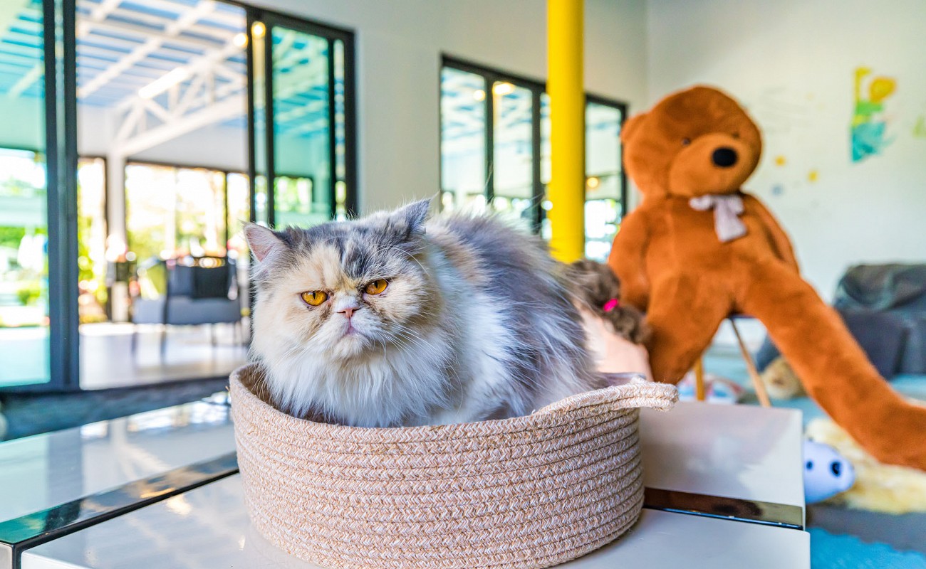 Cat Cafe