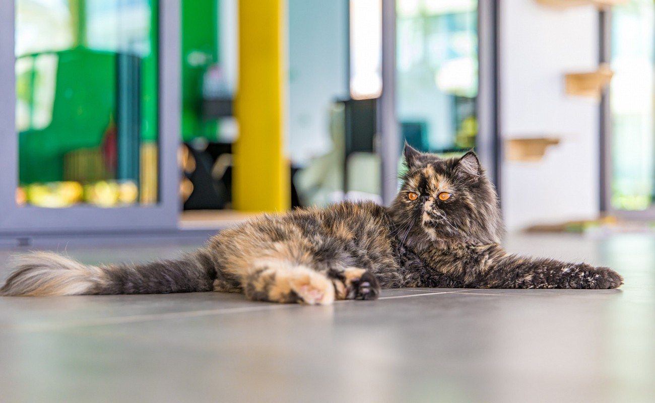 Cat Cafe