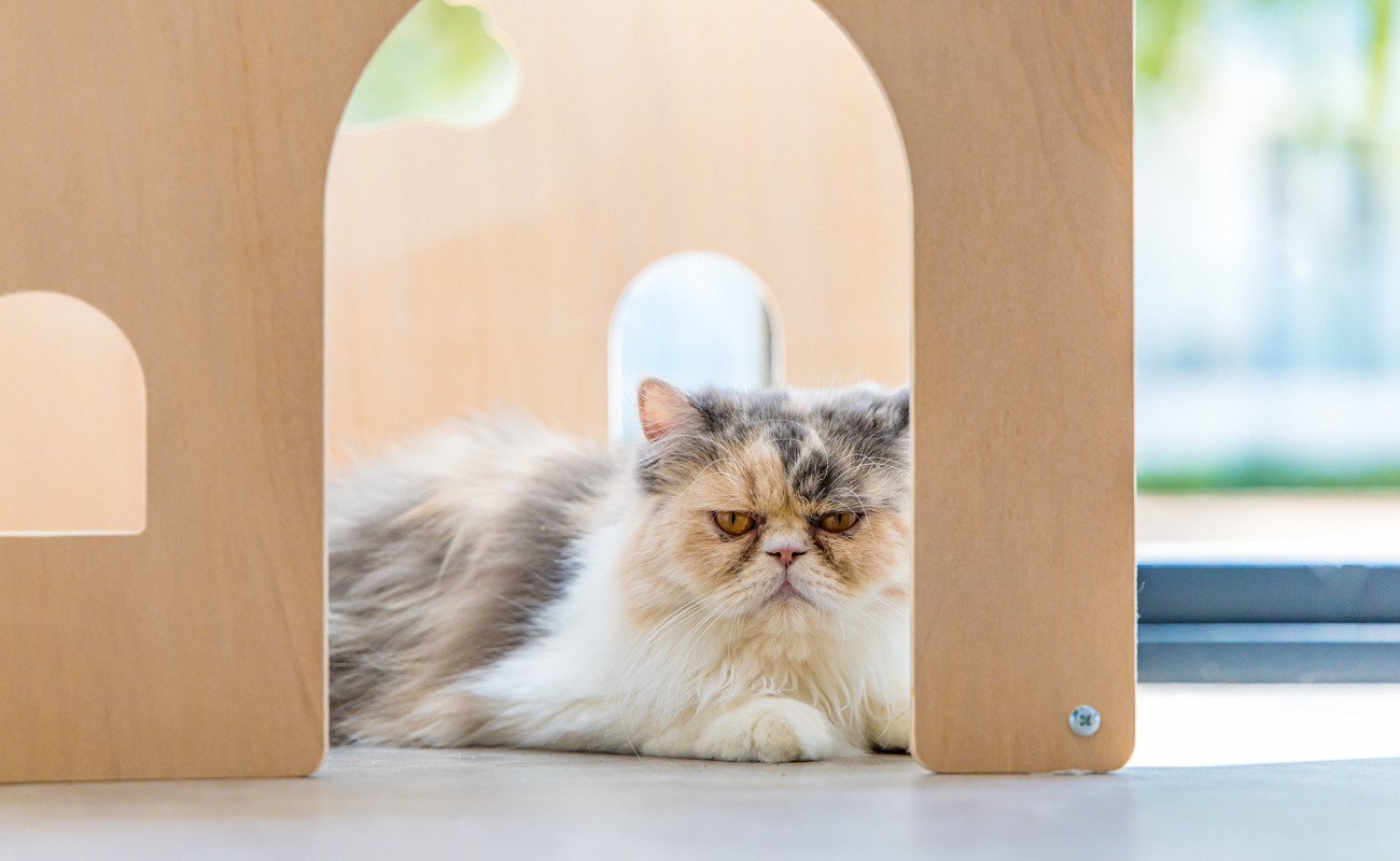 Cat Cafe