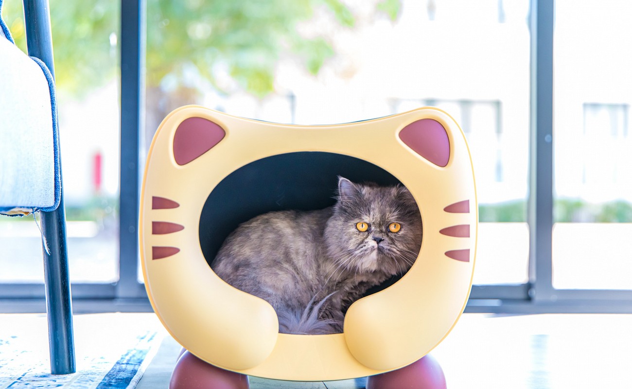 Cat Cafe